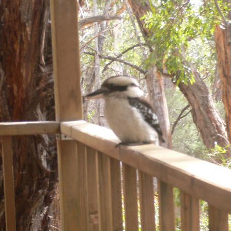 The Ledge Holiday House Halls Gap Exteriör bild